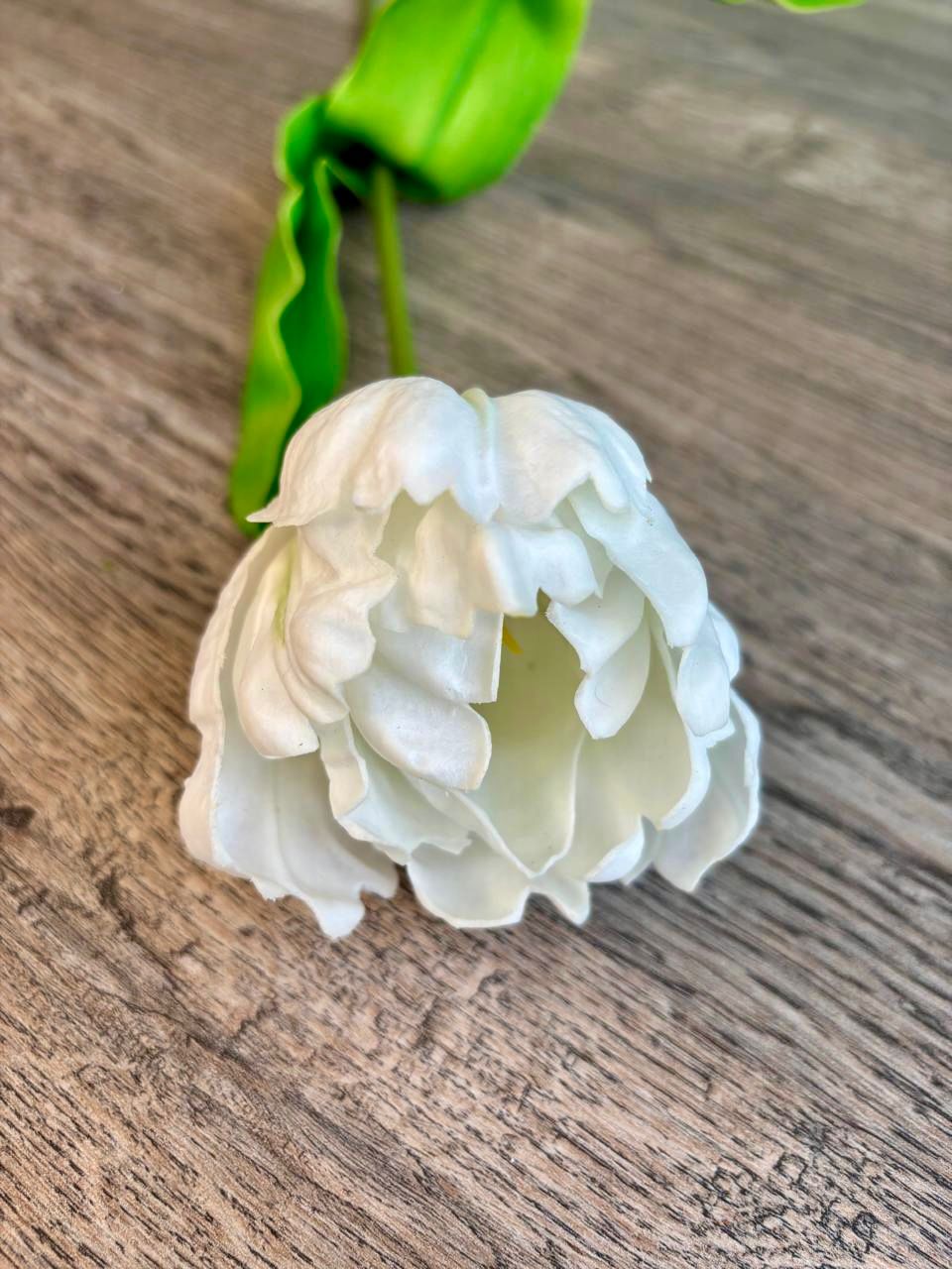 Soft Bloom Tulip