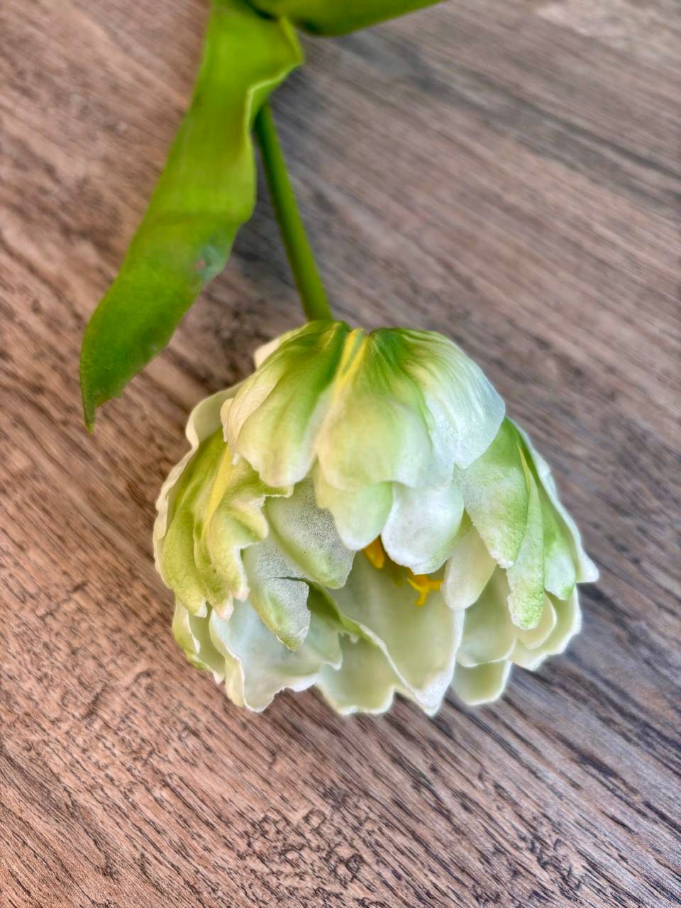Soft Bloom Tulip