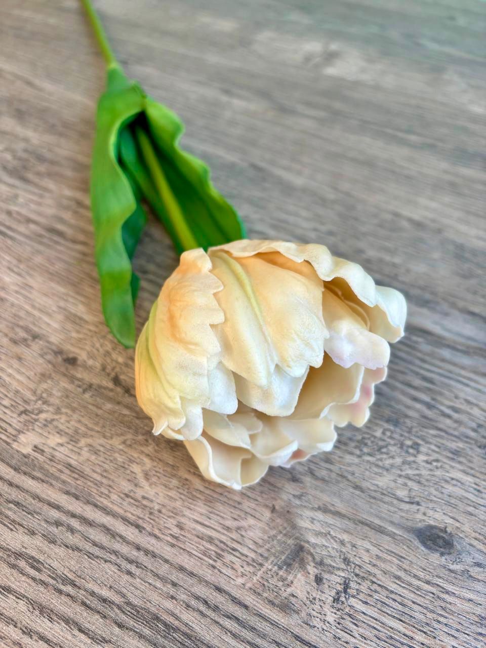 Soft Bloom Tulip