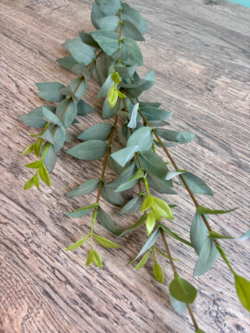 Eucalyptus Grace