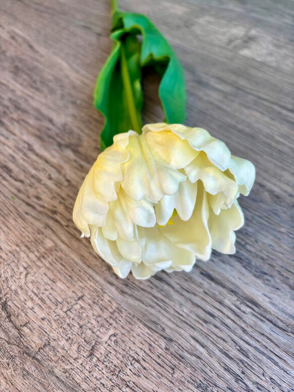 Soft Bloom Tulip