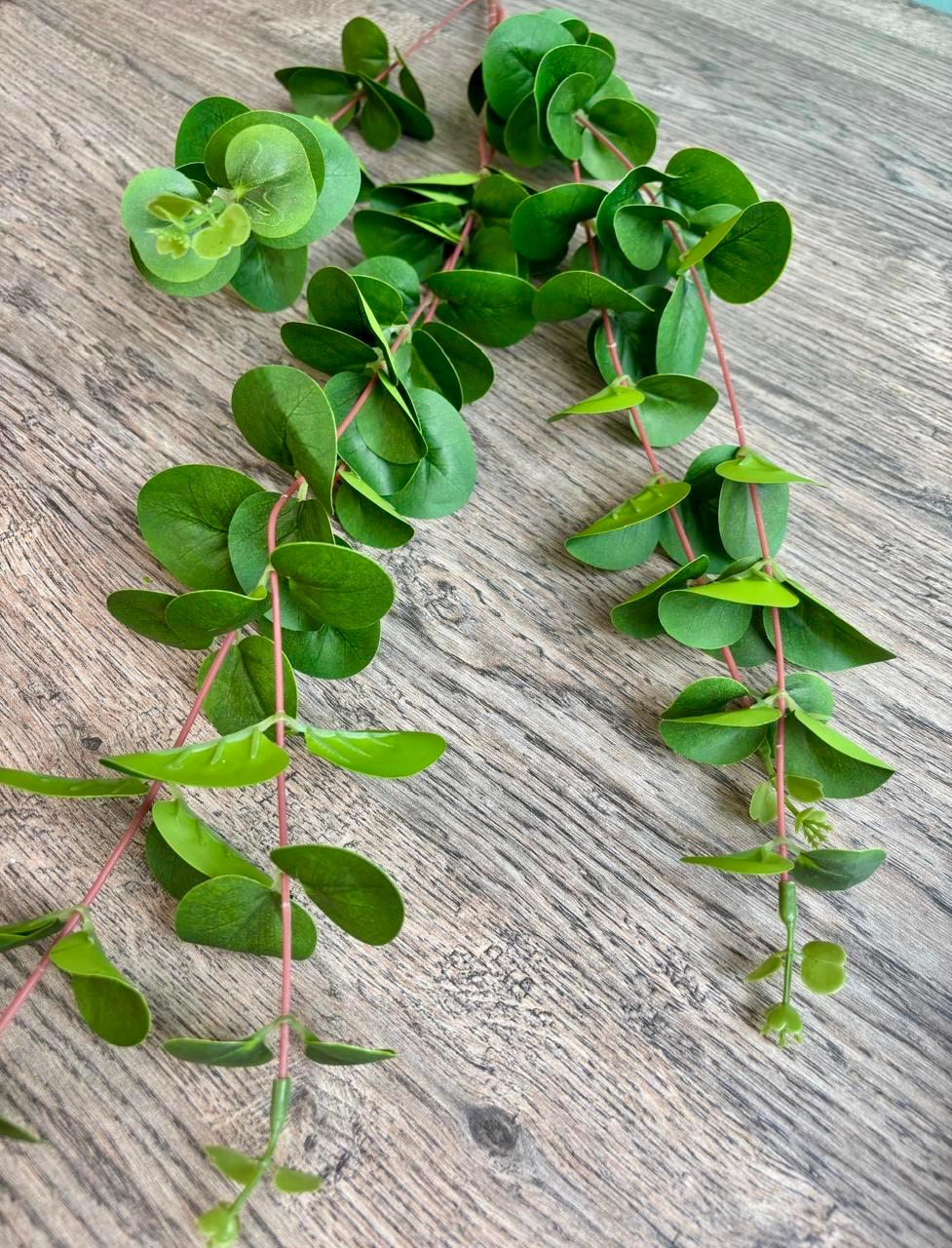 Eucalyptus Whisper